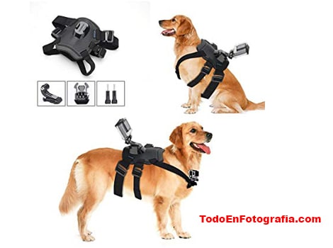 Perro con harnes y Gopro